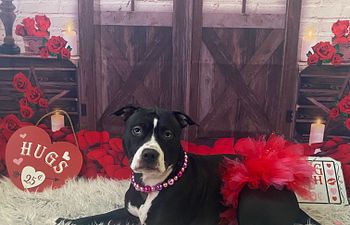 Book Photoshoot Session