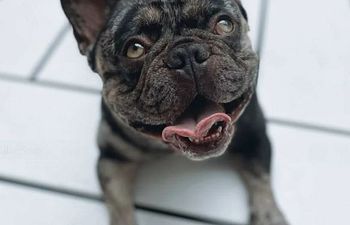 Book Bath & Towel Dry 4: X-LARGE