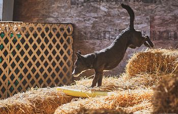 Book Barn Hunt Group Class (DROP IN)