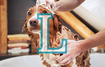 Book (F) 51-70lb | Large Groom