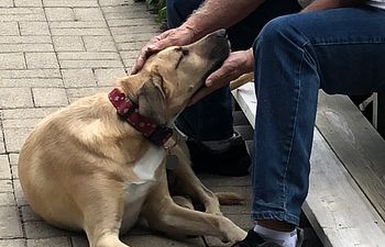 Book Consulting & Professional Support-Elite 