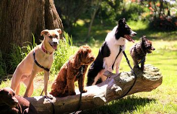 Book CT207 Companion Dog 6