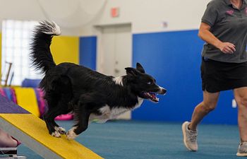 Book Agility Foundation Level 2 Open Enrollment