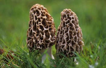 Book Scent: Morel Mushroom Hunting (4 week)