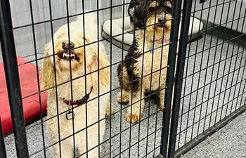 Book Pit Crew Palace - Indoor Suite (3 Dogs) - 5x10