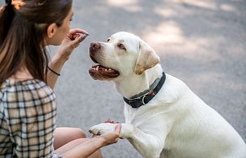 Book Clever K9 Trick Class