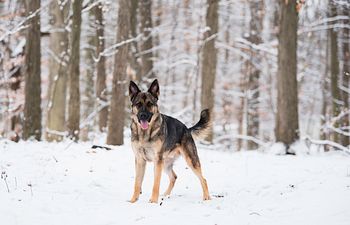 Book Basic Obedience- Jan. Wednesdays 