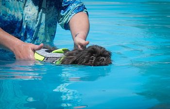 Book Intro To Swim Class