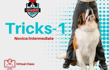 Book Tricks 1 Virtual- Manners & Tricks (Novice & Intermediate Tricks)/ Manners and More!