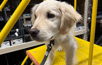 Book Joyful Foundations Puppy Class 2