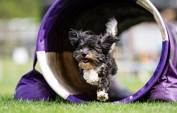 Book Private Agility Lesson (Availability) - 1 hour