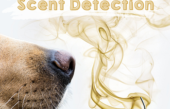 Book Scent Detection - Intro to K9 Scent Work / Intro to Odour