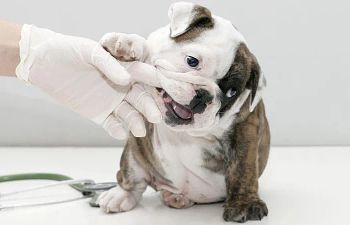 Book Veterinary Desensitization Visit