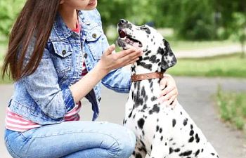 Book Golden Pooch Package +