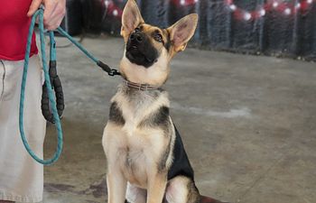 Book Puppy Boot Camp 