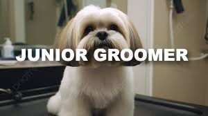 Book GROOMING: Shave & A Haircut - Junior Groomer (Medium to Long Coats) - 1 - *SMALL DOG* (Up_to_14lbs) - $55+ (SHAVE INCLUDED)