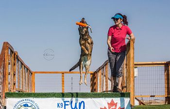 Book 1h – Private Pool Training (3–4 Dogs, With Instructor)