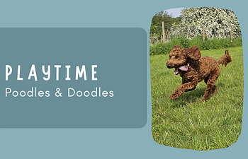 Book Social Session - Poodles & Doodles