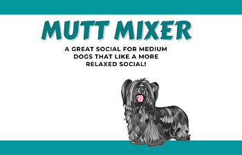 Book [01] Devon Socials - Mutt Mixer