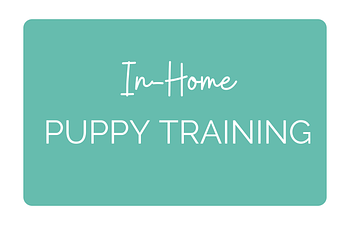 Book Single In-Home Puppy Training Session