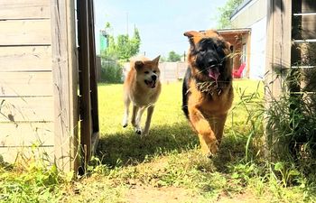 Book First Paw Forward Boarding Program