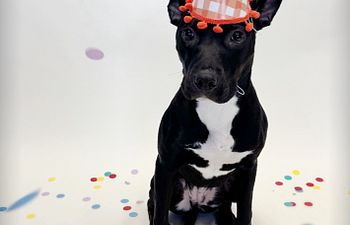 Book Holiday Manners For Festive Paws