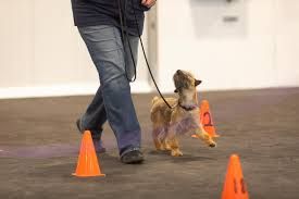 Book Rally Obedience Drop In
