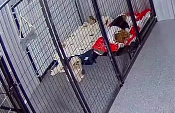 Book Standard Suite 5x10 Indoor - 2 Dogs (overflow)
