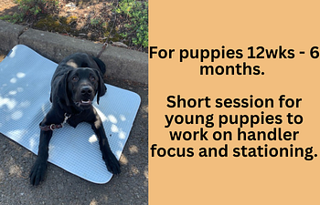 Book Puppy Training- Group Practice Session