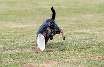 Book Novice Disc Dogs Seminar