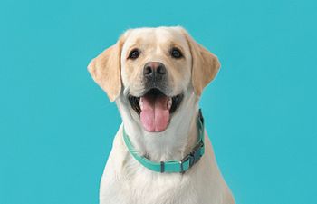 Book Intermediate Obedience