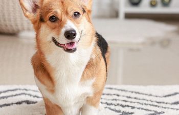 Book Overnight Boarding