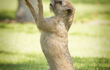 Book Trick Dog Title - Test Only