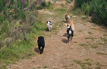 Book Group Training Walk & Socialisation  (90 mins)