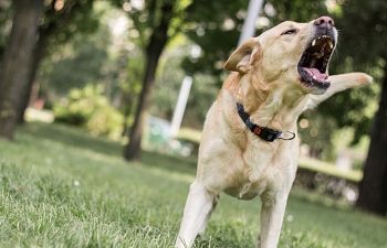 Book Behaviour Consultation (In-Home)