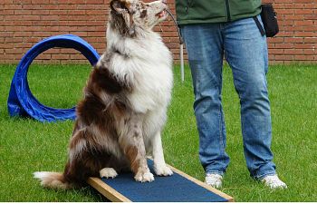 Book AT201 Agility Foundation Skills 1
