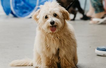 Book Package: Puppy Pawtential