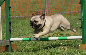 Book AT22 Agility Beginning 1 - Waitlist Only
