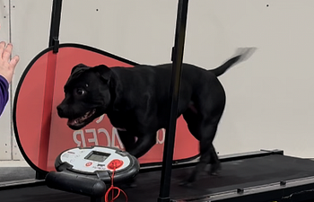 Book 45 minute Canine Fitness/Rehab