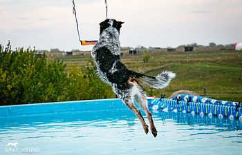 Book Dock Diving Advanced / Games Seminar 