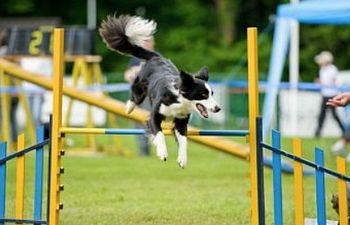 Book Agility - 5982 Ravenshoe Rd.