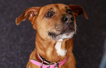 Book Manners - Level 2- AKC's Community Canine