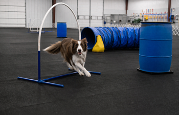 Book Funshop-Canine Hoopers