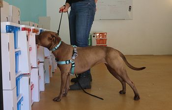 Book Scent work (beginners)