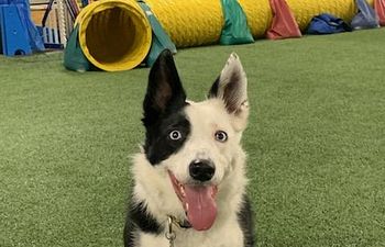 Book 1 Run, 20 Inch Dog, Agility Run Through $8.00