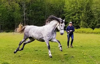 Book 30-minute Horse Behaviour Help Hotline