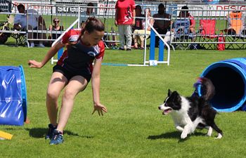Book Finley Richgels - Sequences for Young Dogs and Green Teams - Working Spot