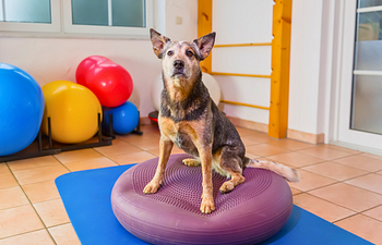 Book K9 Fit Club