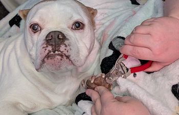 Book Nailed It! Nail Trimming Workshop