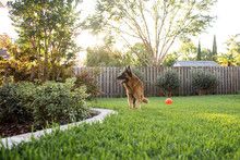 Book In-Home Day Training